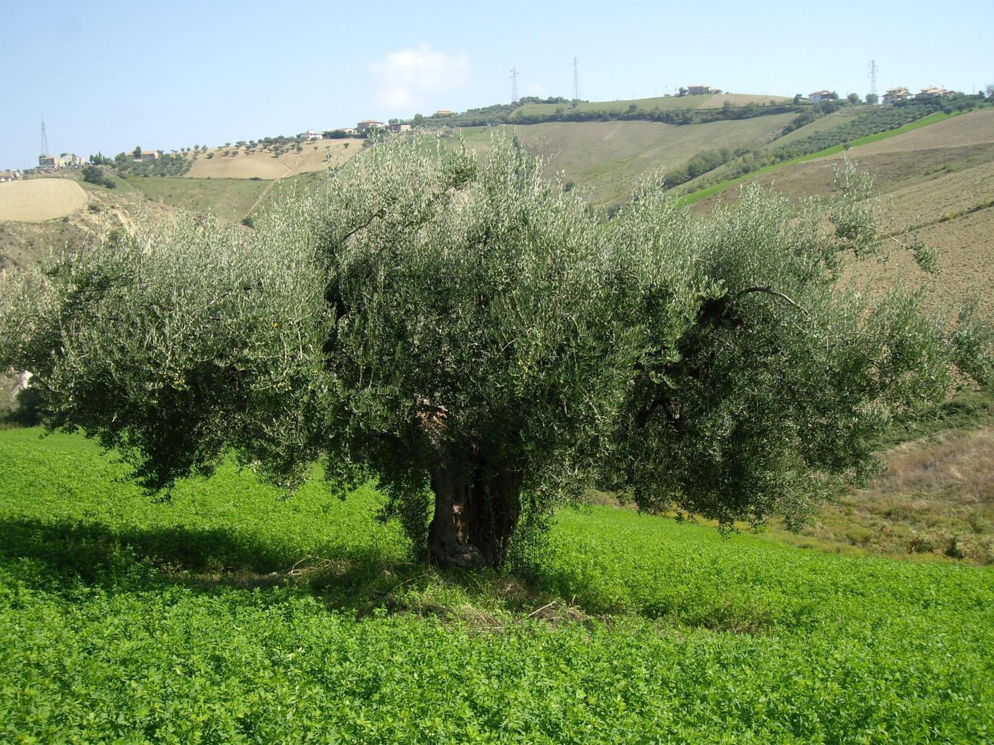 Agriturismo Il Borgo Degli Ulivi Розето-дельї-Абруцці Екстер'єр фото