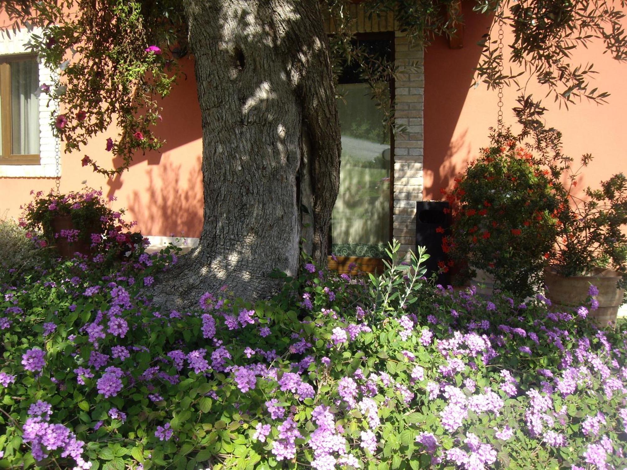 Agriturismo Il Borgo Degli Ulivi Розето-дельї-Абруцці Екстер'єр фото