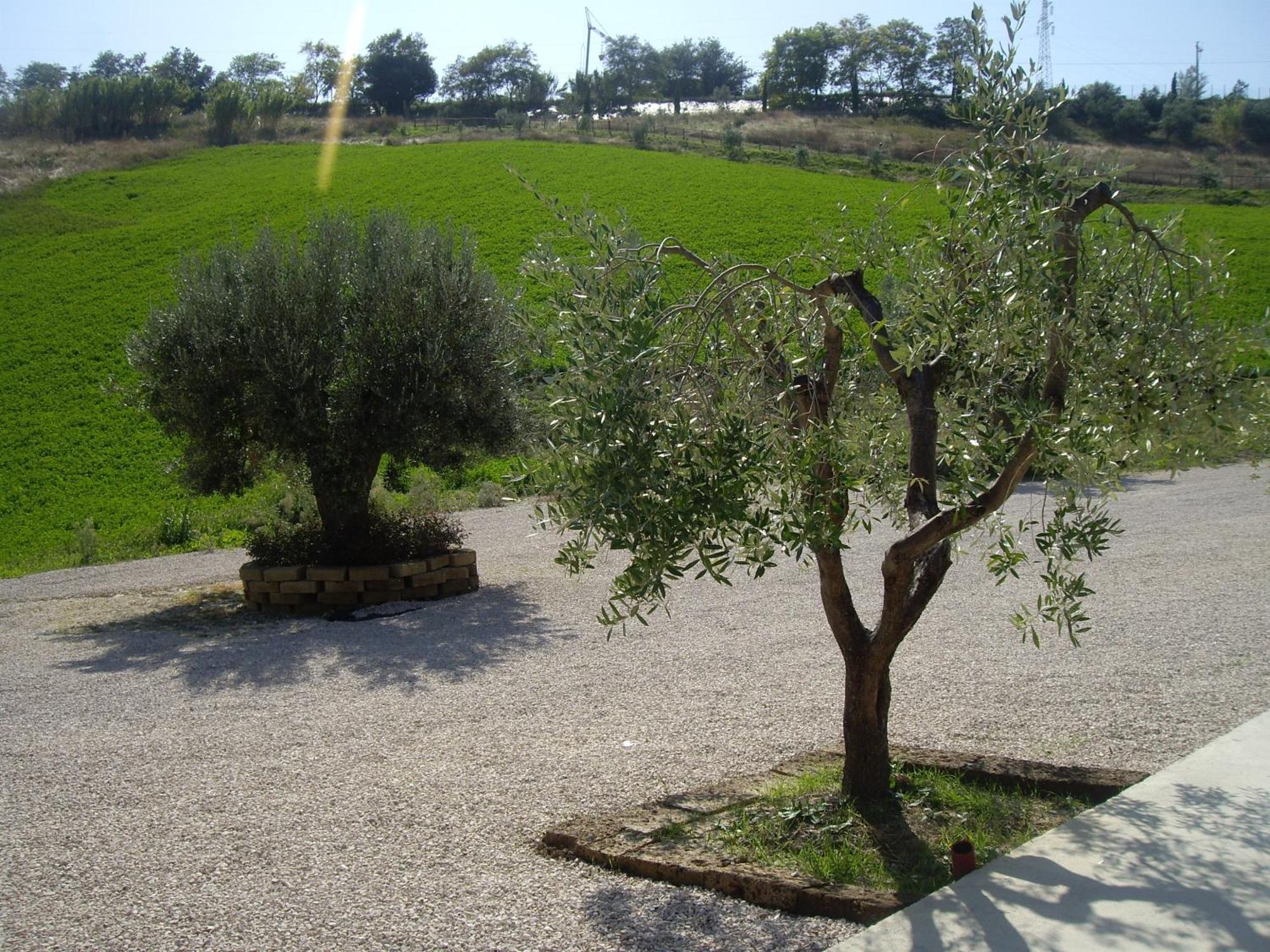 Agriturismo Il Borgo Degli Ulivi Розето-дельї-Абруцці Екстер'єр фото