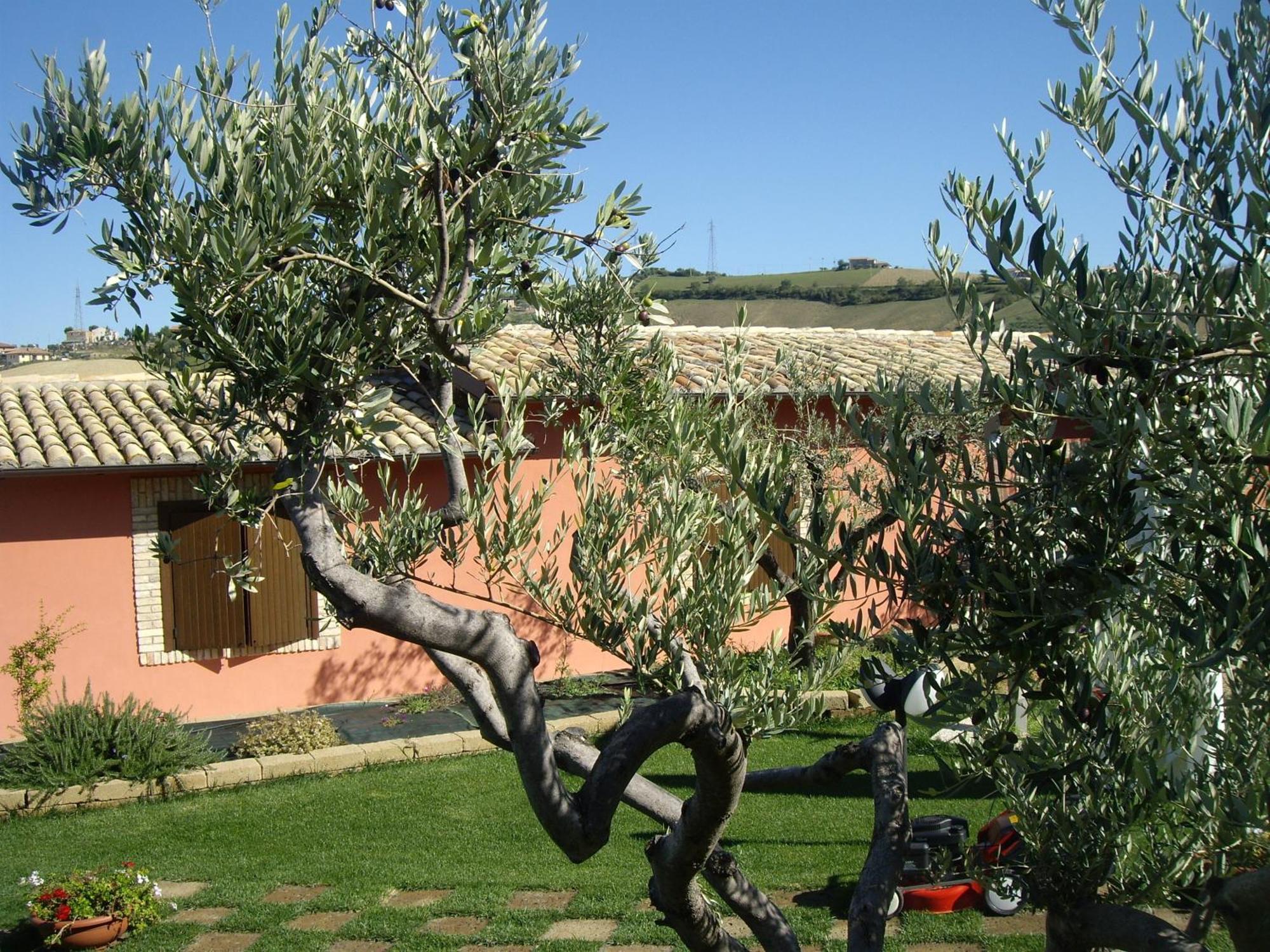 Agriturismo Il Borgo Degli Ulivi Розето-дельї-Абруцці Екстер'єр фото