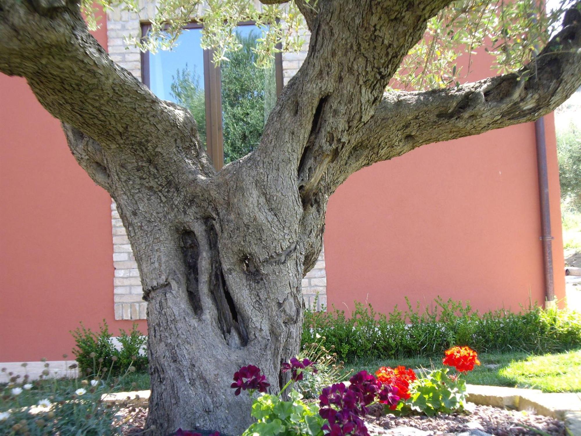 Agriturismo Il Borgo Degli Ulivi Розето-дельї-Абруцці Екстер'єр фото